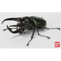 chalcosoma-a