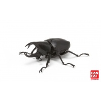 xylotrupes-g-dark